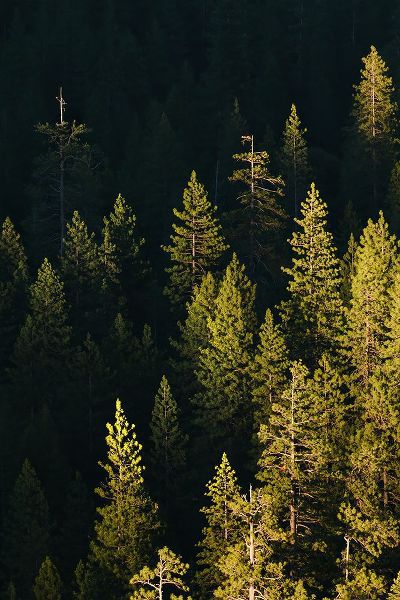 Jones, Adam 아티스트의 Pine trees at sunset-Yosemite National Park-California작품입니다.